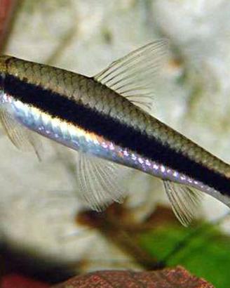 Pulitori Crossocheilus Siamensis, pesci acquario