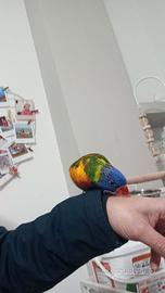 Lory arcobaleno allevato a mano