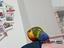 Immagine 1