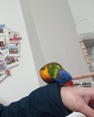 Lory arcobaleno allevato a mano