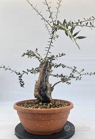 olivasteo prebonsai disponibili spedisco 
