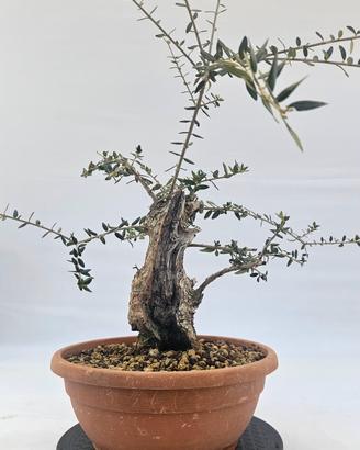 olivasteo prebonsai disponibili spedisco 