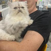 Gatto persiano chinchilla alta genealogia