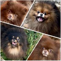 Giovani adulti Pomerania