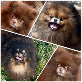 Giovani adulti Pomerania