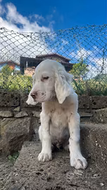 Cucciolo setter inglese