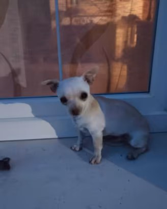 Chihuahua