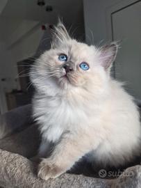 Cucciola Ragdoll