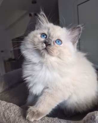 Cucciola Ragdoll