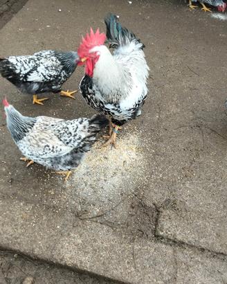 Galline robusta lionata e maculata