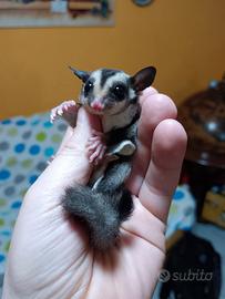 Petauro dello zucchero