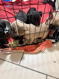 Bulldogfrancese