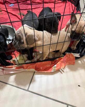 Bulldogfrancese