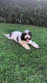 Lagotto romagnolo