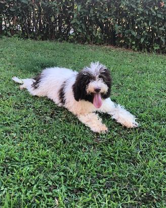 Lagotto romagnolo