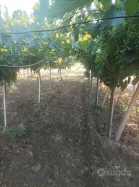 Campagna