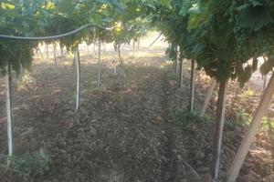 Campagna
