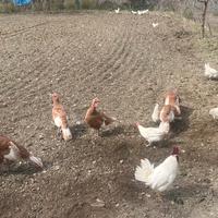 Tacchino Rosso di Borbone