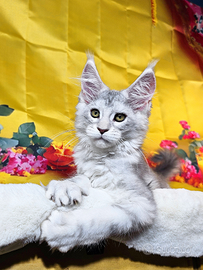 LEGGERE SOTTO Maine Coon CARRIER SHADED