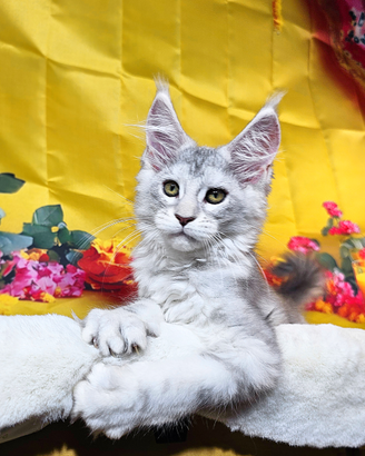 LEGGERE SOTTO Maine Coon CARRIER SHADED