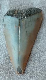 Dente autentico fossile di squalo bianco 