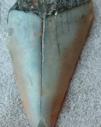 Dente autentico fossile di squalo bianco 