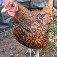 Gallinelle ornamentali