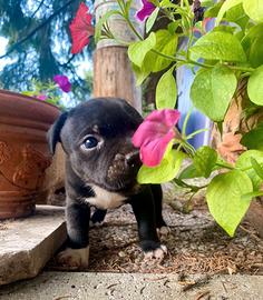 Staffordshire Bull Terrier