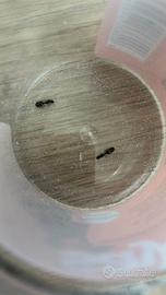 Una formica regina della specie Lasius