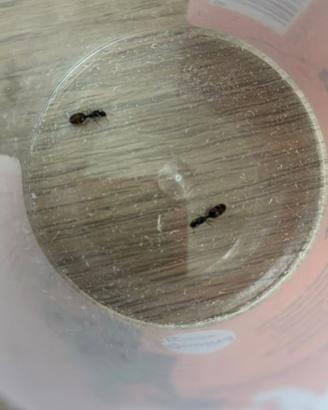 Una formica regina della specie Lasius