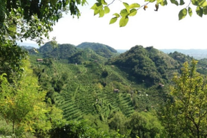 Bosco Farra di Soligo