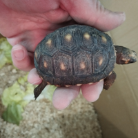 Tartarughe Carbonarie