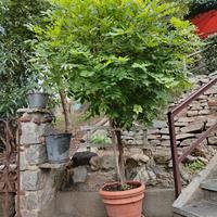 Glicine di alcuni anni