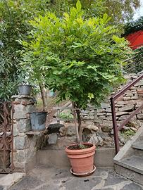 Glicine di alcuni anni