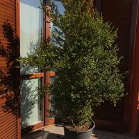 Piante Bosso (Buxus Faulkner)