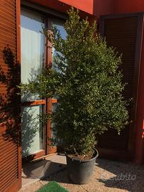 Piante Bosso (Buxus Faulkner)