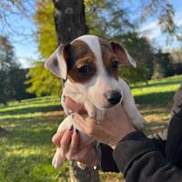 Maschi cuccioli jack russell terrier