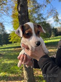 Maschi cuccioli jack russell terrier