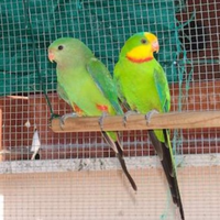 Parrocchetto di barraband