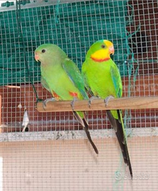 Parrocchetto di barraband