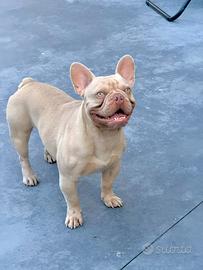 Bulldog Francese maschio