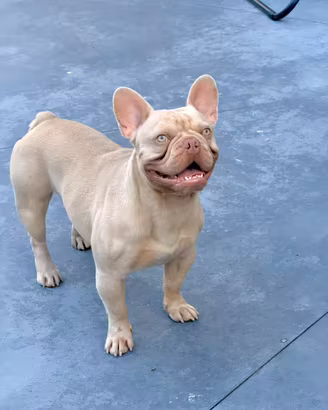 Bulldog Francese maschio
