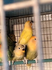 Inseparabili