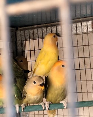 Inseparabili