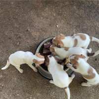 Jack Russel
