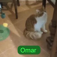 Omar gattino 9 mesi