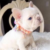 BULLDOG FRANCESE - BOULEDOGUE CUCCIOLI pag 12 mesi