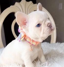 BULLDOG FRANCESE - BOULEDOGUE CUCCIOLI pag 12 mesi