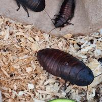 Blatte soffianti Madagascar