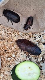 Blatte soffianti Madagascar